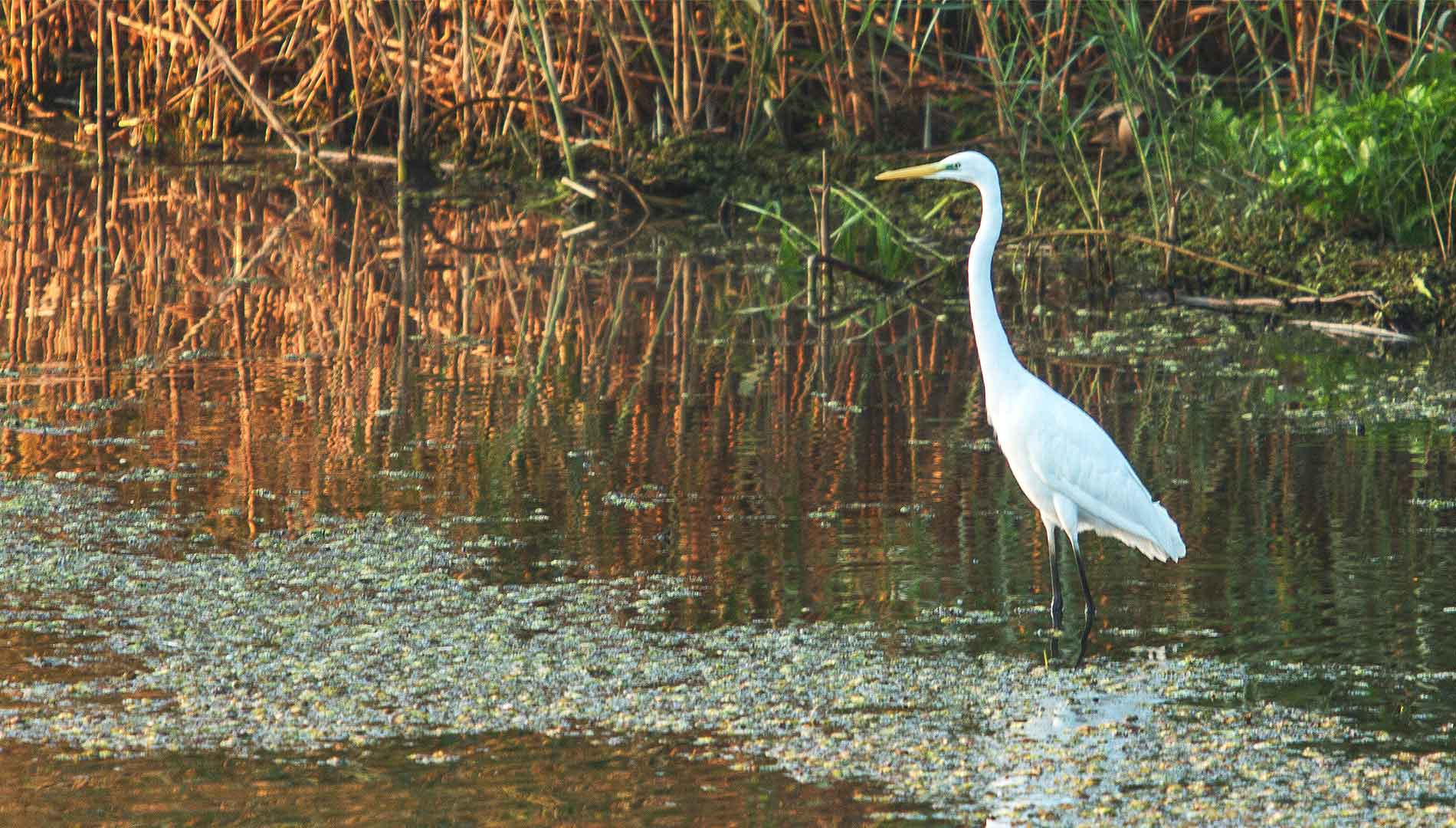Observarea păsărilor în Delta Dunării